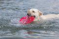 Trixie Dog Disc Drijvend Tpr Assorti