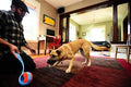 Chuckit Indoor Roller