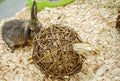 Nature First Happy Pet Speelbal Wilg Nature First
