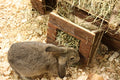 Nature First Happy Pet Raw Houten Hooiruif